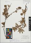 Foto von Salix foetida Schleich. ex DC. x Salix waldsteiniana Willd.
